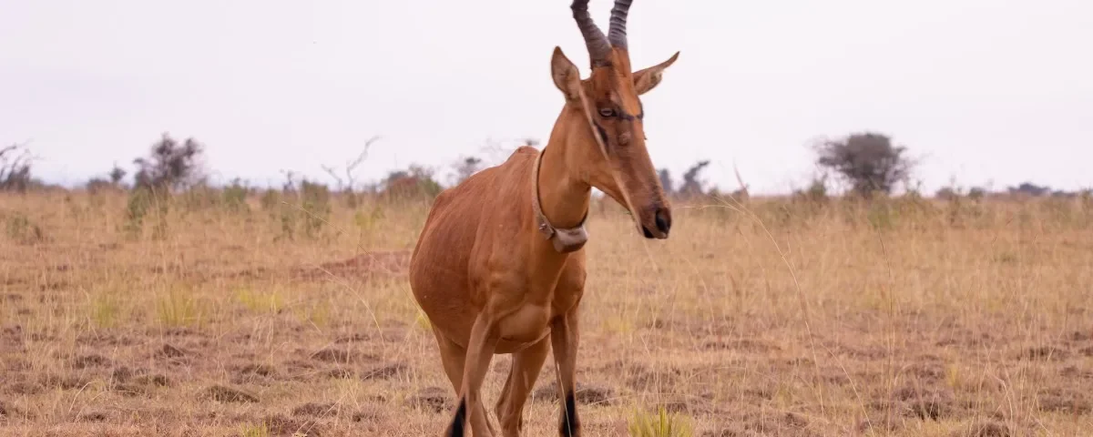 What Antelope Species Are in Murchison Falls National Park?