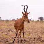 What Antelope Species Are in Murchison Falls National Park?