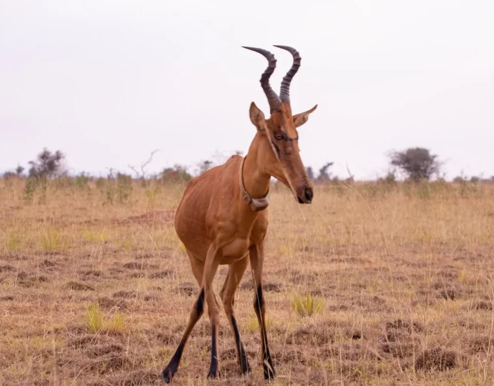 What Antelope Species Are in Murchison Falls National Park?