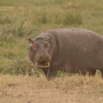 game-drive-in-murchison-falls-national-park