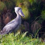 Birding Game Drive in Queen Elizabeth National Park