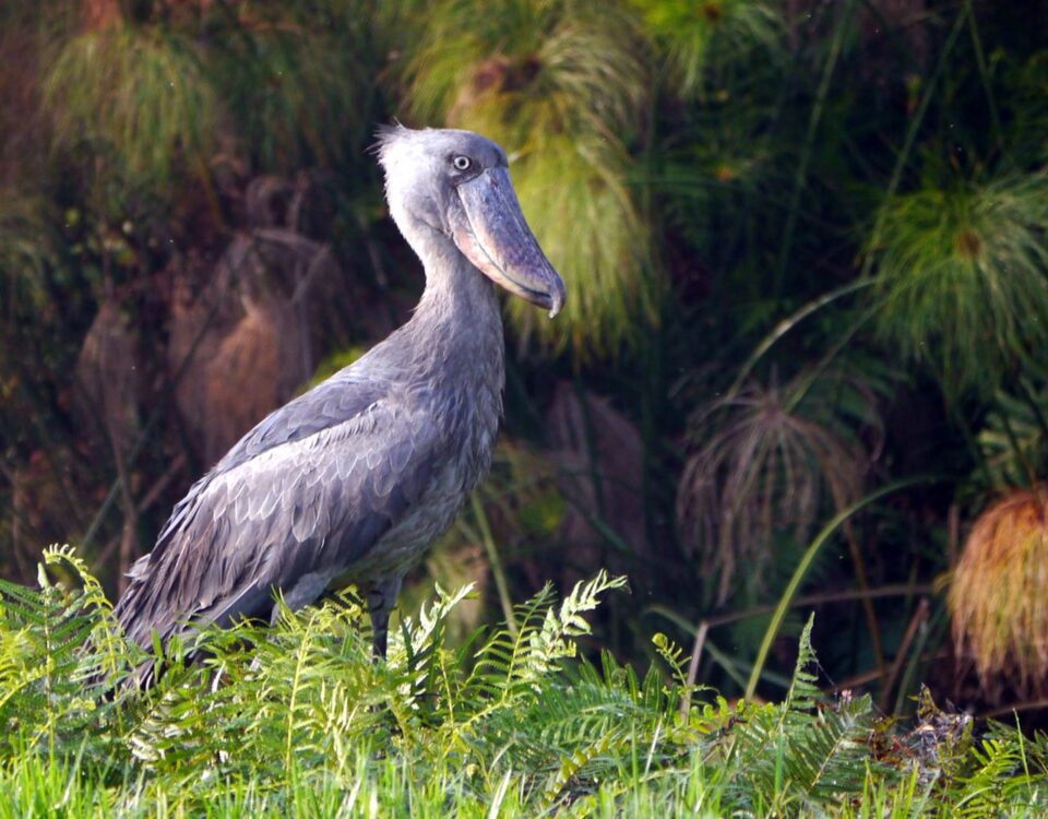 Birding Game Drive in Queen Elizabeth National Park