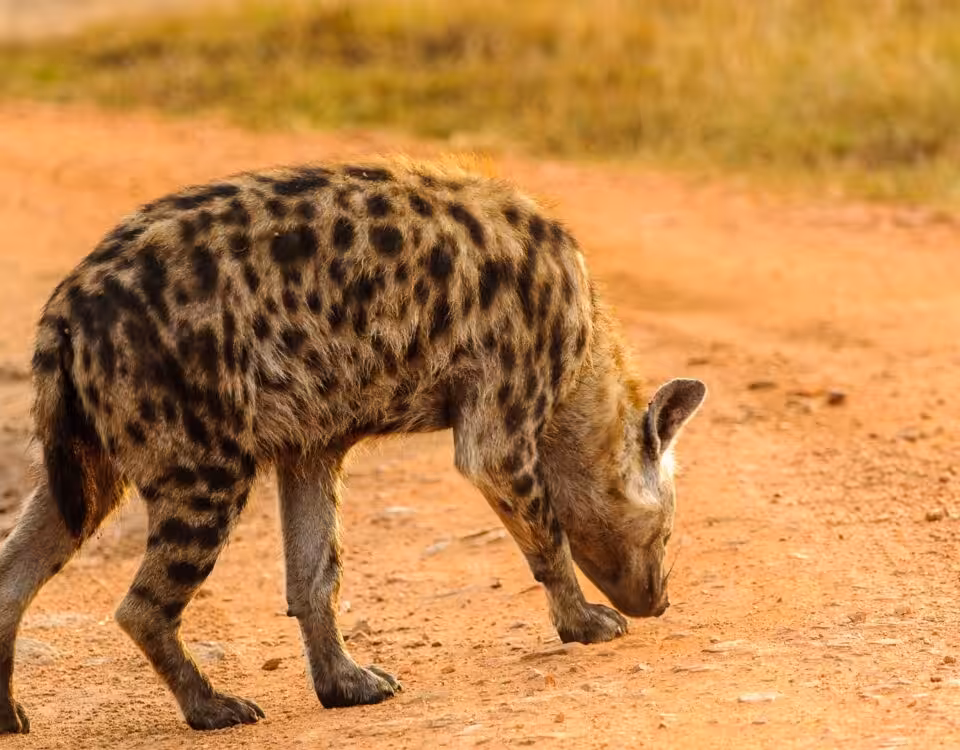 The Big Five in Uganda