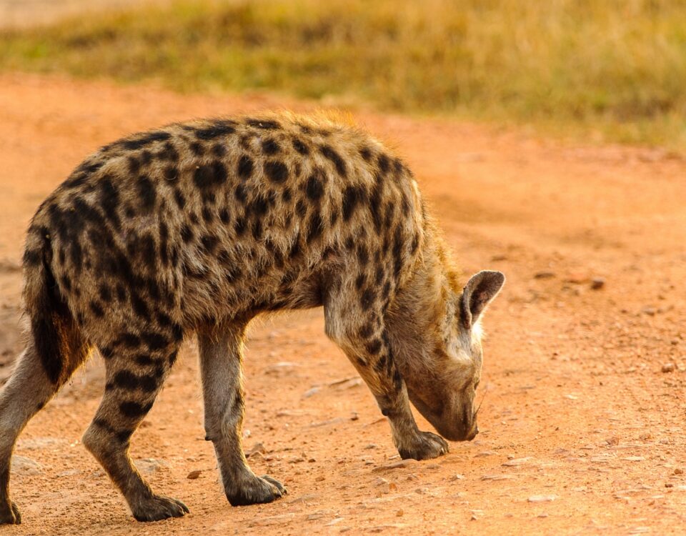 hyenas in Murchison falls national park