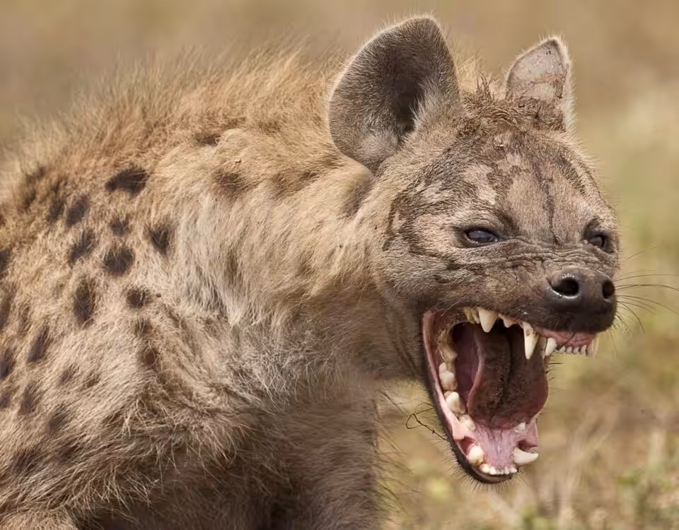 Exploring Queen Elizabeth National Park