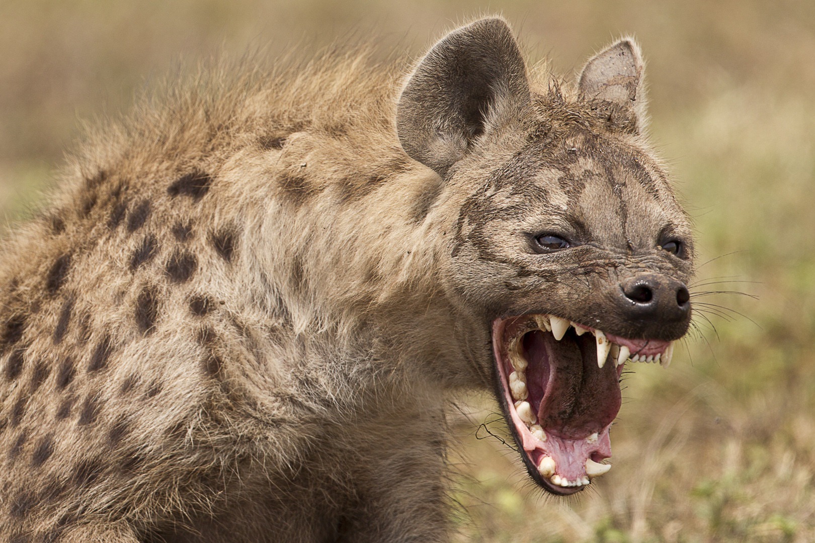 Are There Hyenas in Murchison Falls National Park