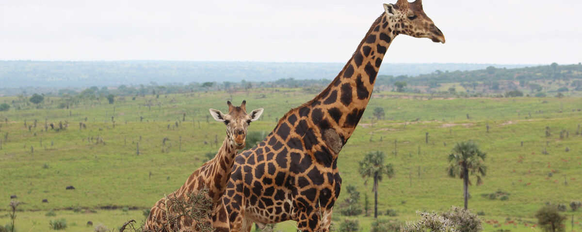 Giraffe Spotting in Murchison Falls National Park
