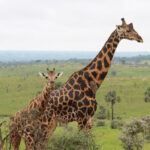 Giraffe Spotting in Murchison Falls National Park