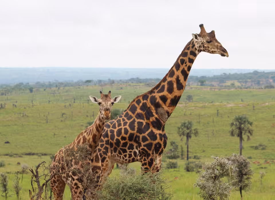 Giraffe Spotting in Murchison Falls National Park
