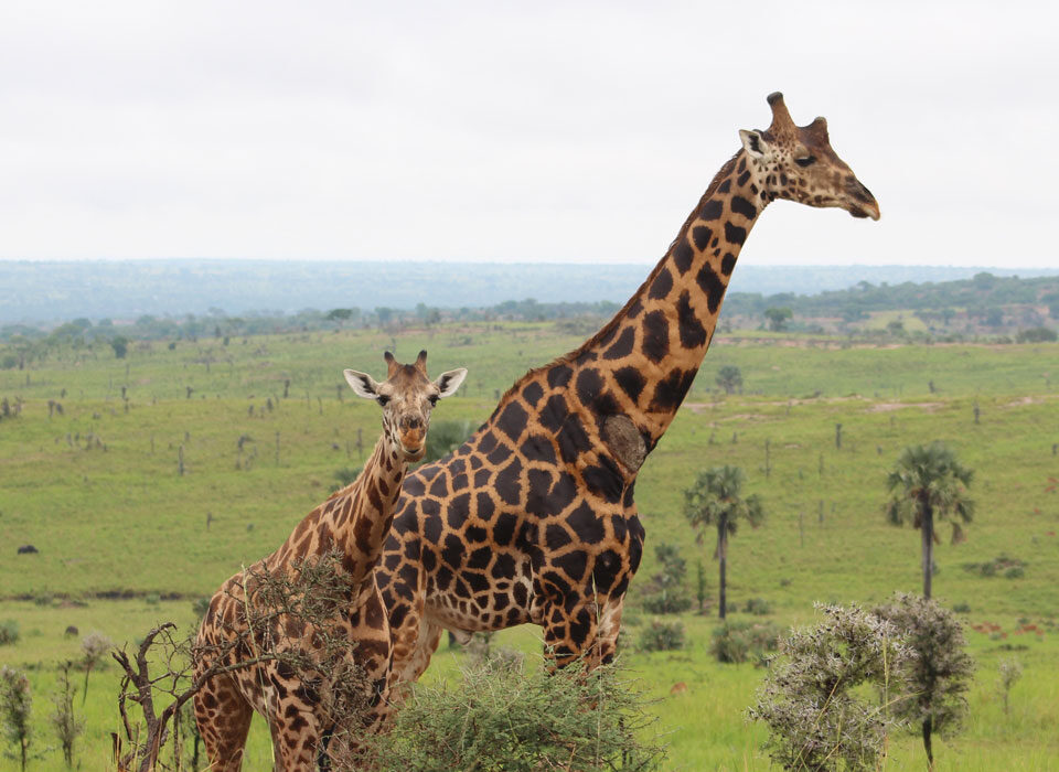 Where Can You Find Giraffes in Murchison Falls?