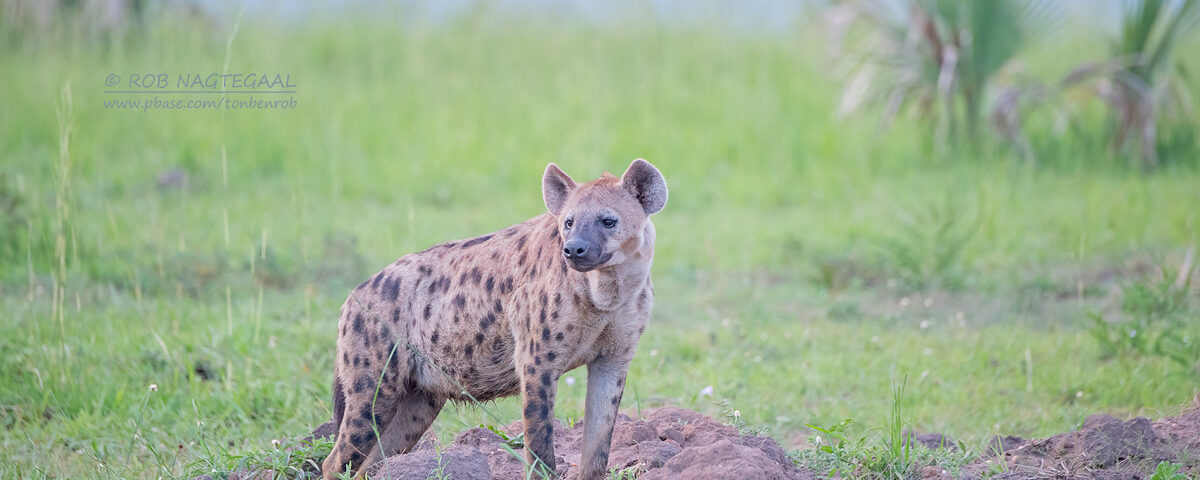 Hyena Tracking in Kidepo Valley National Park