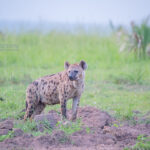 Hyena Tracking in Kidepo Valley National Park