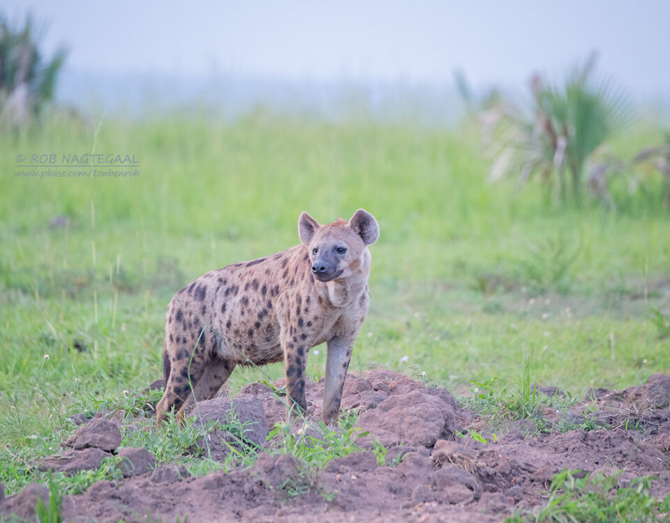 Hyena Tracking in Kidepo Valley National Park