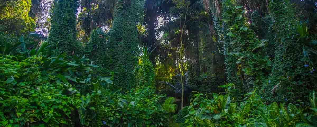 Visit Entebbe Botanical Gardens