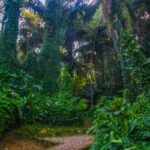 Visit Entebbe Botanical Gardens