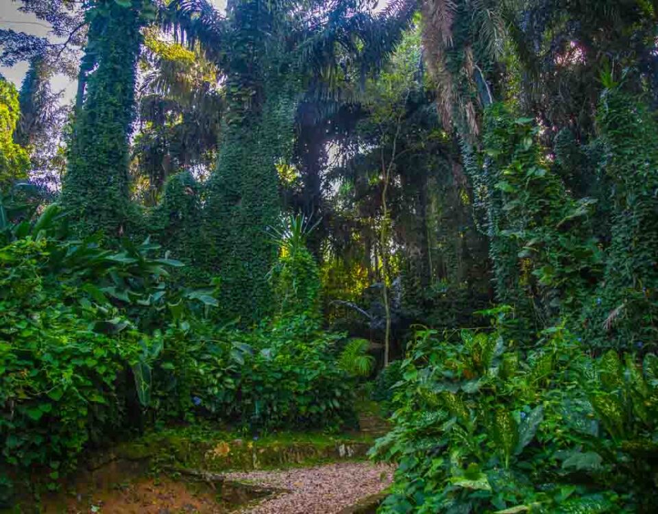 Visit Entebbe Botanical Gardens