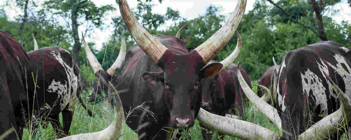 Cultural Experience in Ankole Region