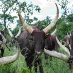 Cultural Experience in Ankole Region