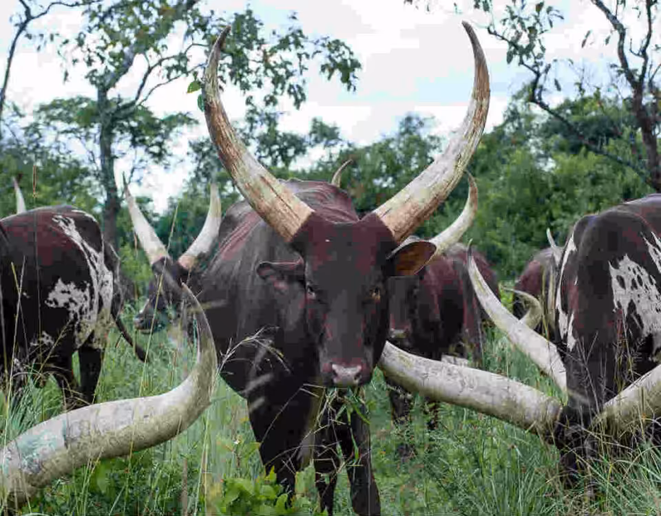 Cultural Experience in Ankole Region