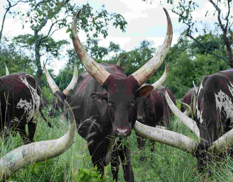 Cultural Experience in Ankole Region