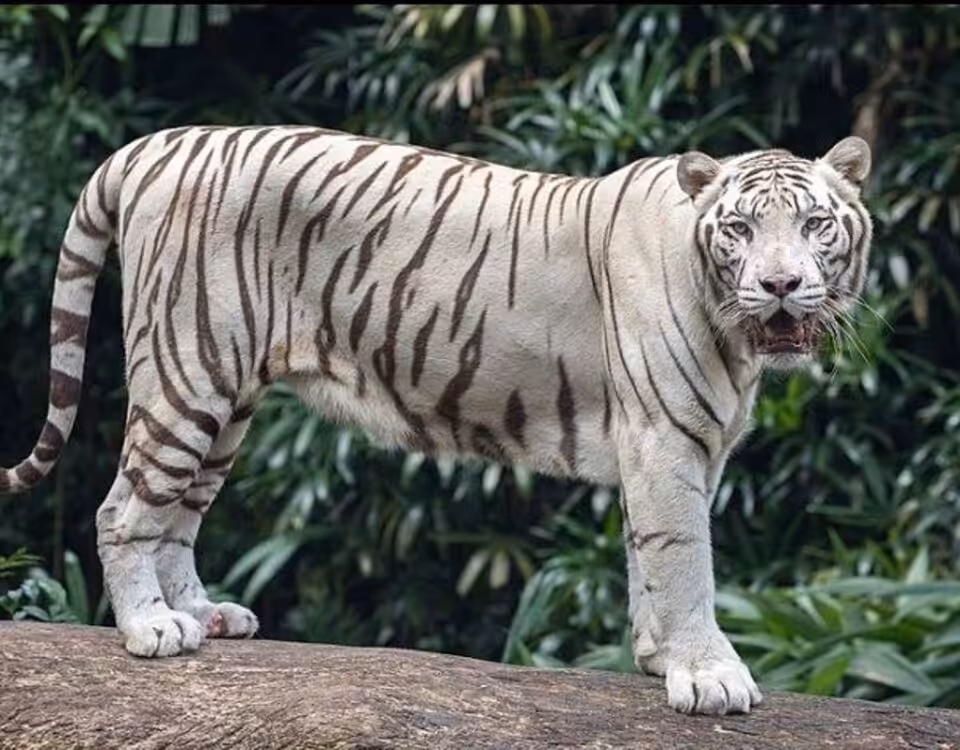 Day Trip to Entebbe Zoo