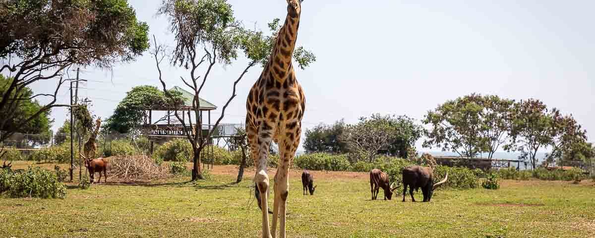 Visit Uganda Wildlife Education Centre (UWEC)