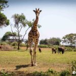 Visit Uganda Wildlife Education Centre (UWEC)