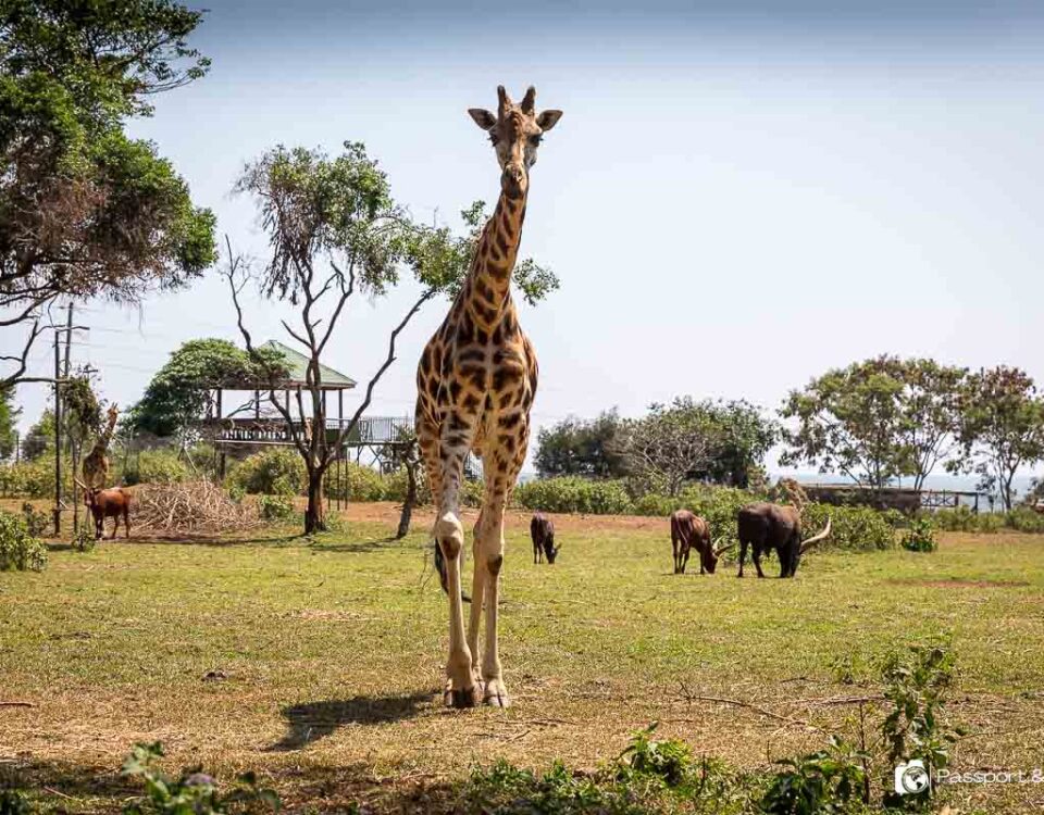 Visit Uganda Wildlife Education Centre (UWEC)