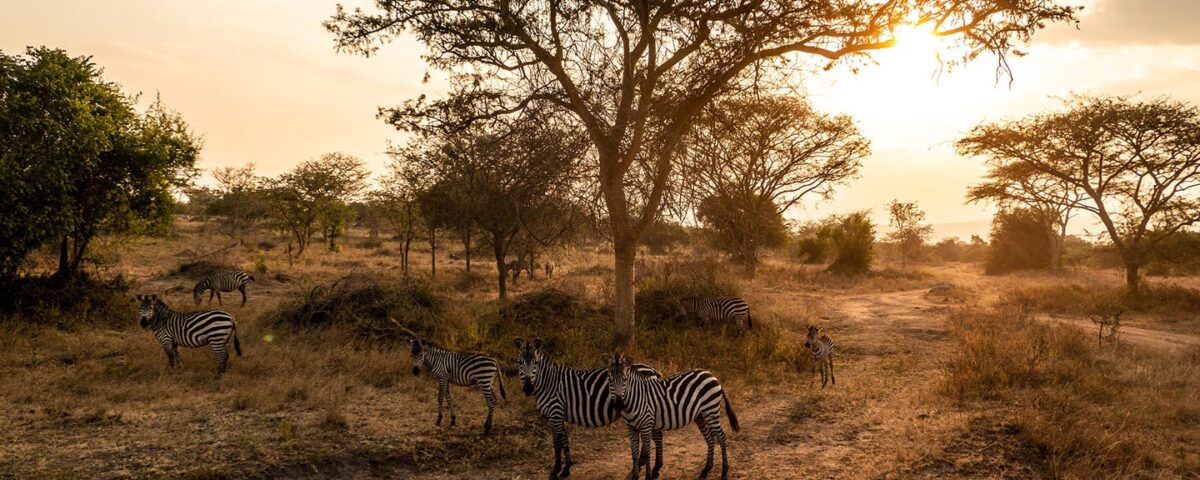 Night Game Drive in Queen Elizabeth National Park