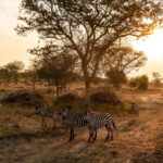 Night Game Drive in Queen Elizabeth National Park