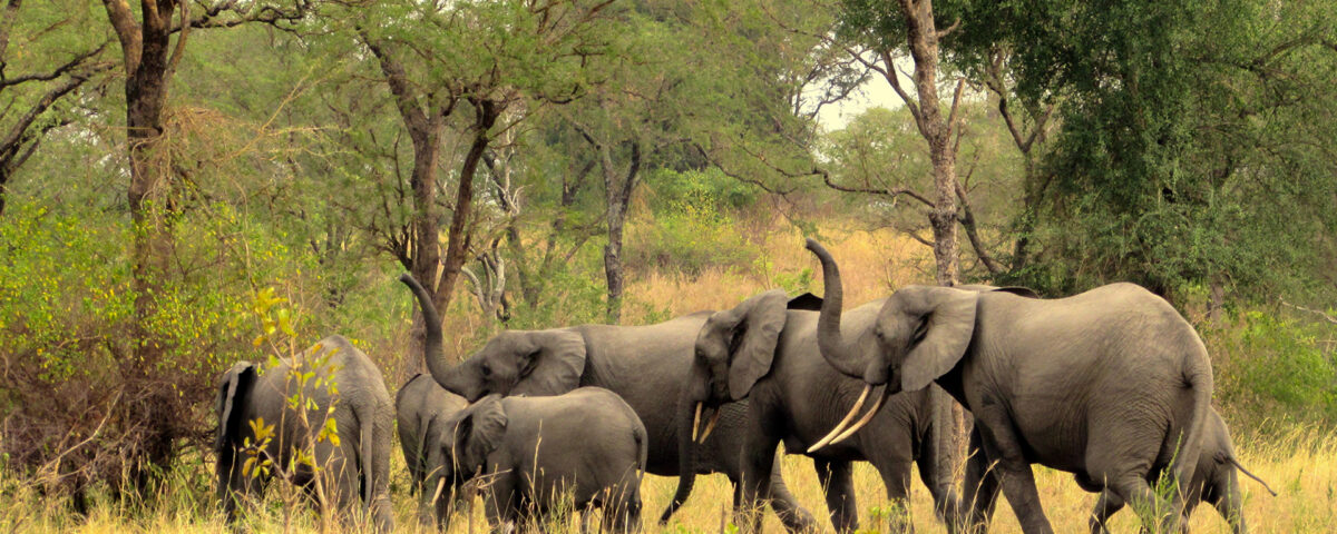 Game Viewing at Toro-Semliki Wildlife Reserve