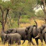 Game Viewing at Toro-Semliki Wildlife Reserve