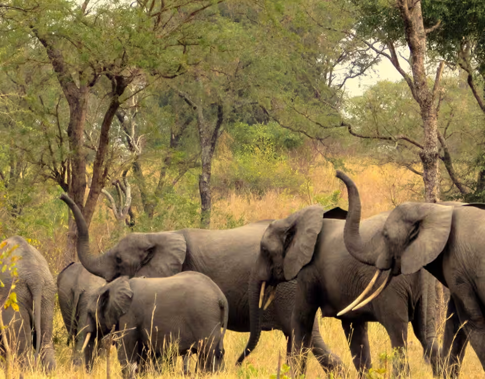 Game Viewing at Toro-Semliki Wildlife Reserve