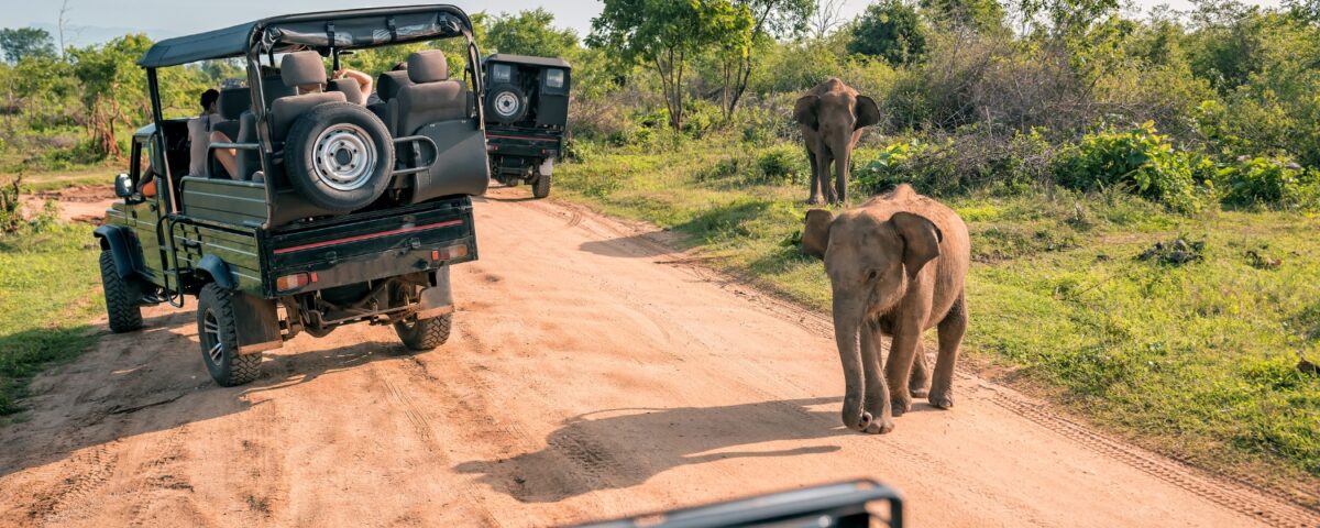 What Are the Best National Parks in Uganda for Game Drives?