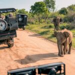 What Are the Best National Parks in Uganda for Game Drives?