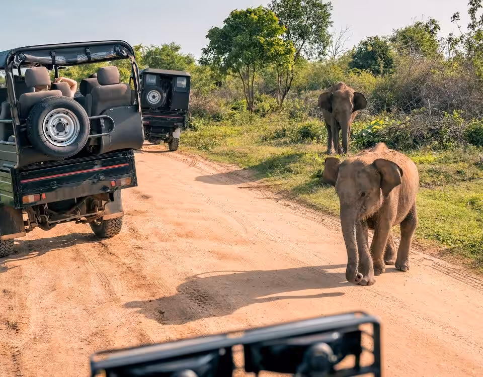 What Are the Best National Parks in Uganda for Game Drives?
