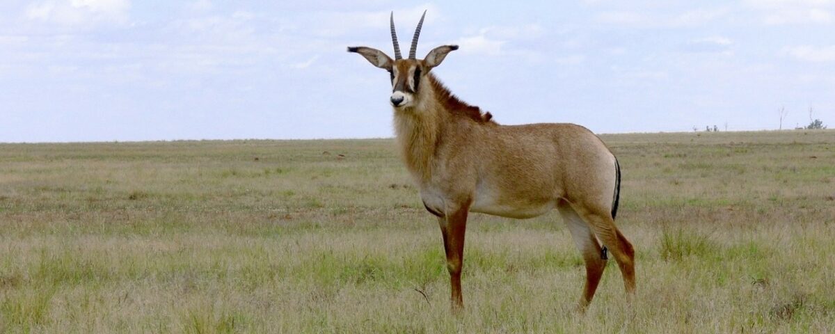 Antelope Viewing in Pian Upe