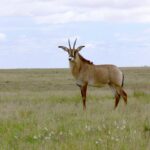 Antelope Viewing in Pian Upe