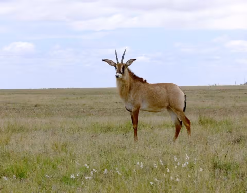 Antelope Viewing in Pian Upe