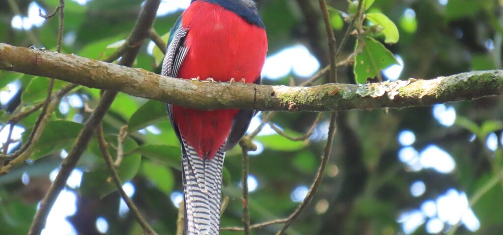 Prepare For the Birding Safari in Rwanda