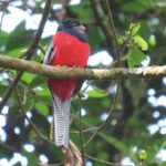 Prepare For the Birding Safari in Rwanda