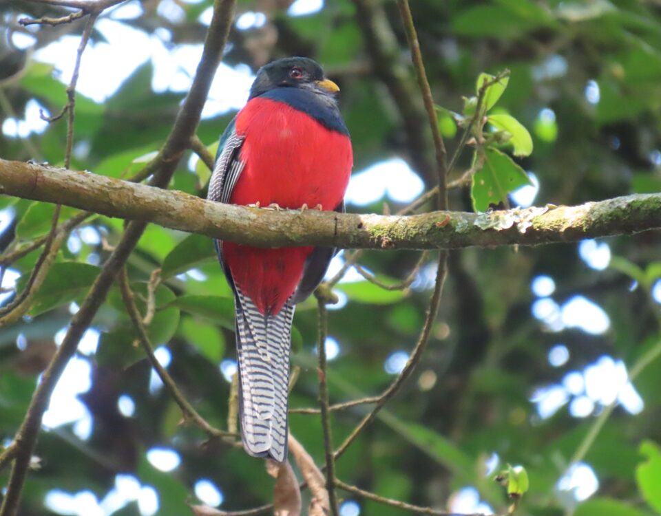 Prepare For the Birding Safari in Rwanda