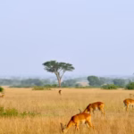 Uganda Kob Herds in Kasenyi Plains