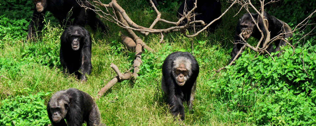 What Is the Age Limit for Chimpanzee Trekking?
