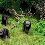 What Is the Age Limit for Chimpanzee Trekking?