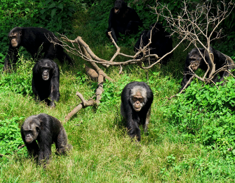 Visit Ngamba Island Chimpanzee Sanctuary