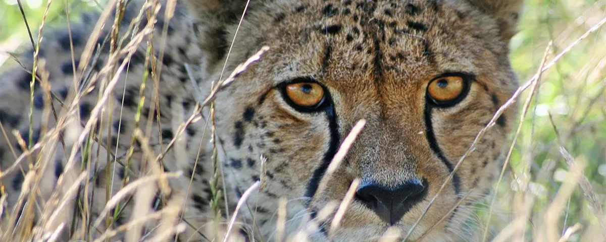 Cheetah Tracking in Kidepo Valley National Park