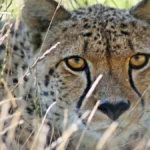 Cheetah Tracking in Kidepo Valley National Park
