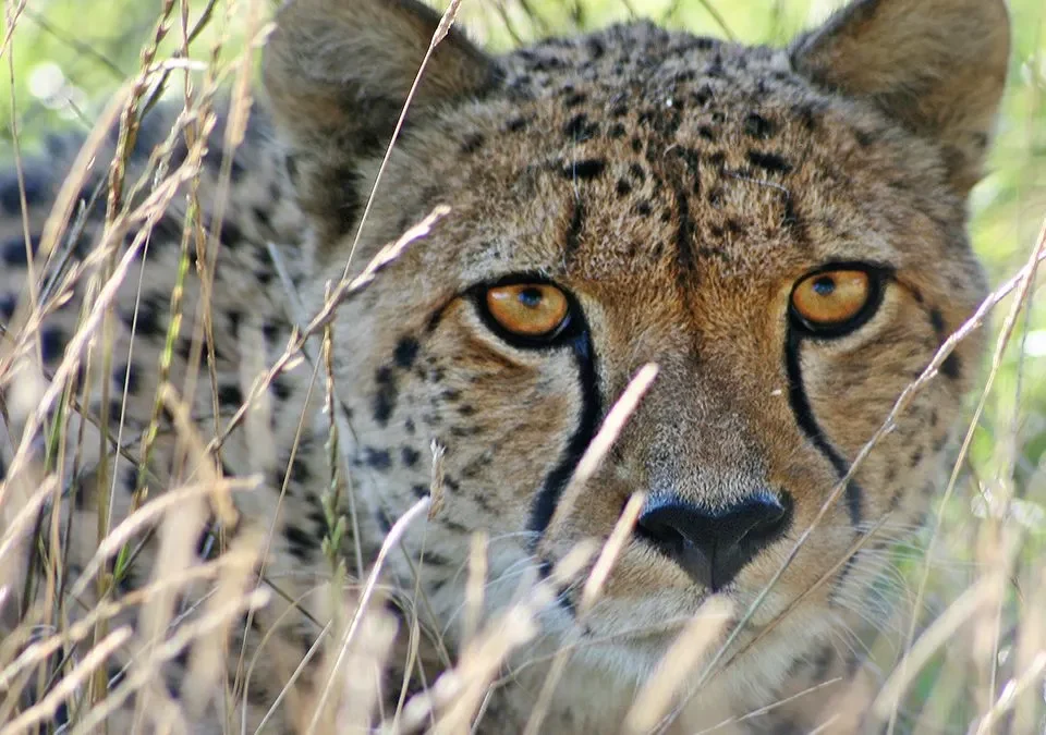 Cheetah Tracking in Kidepo Valley National Park