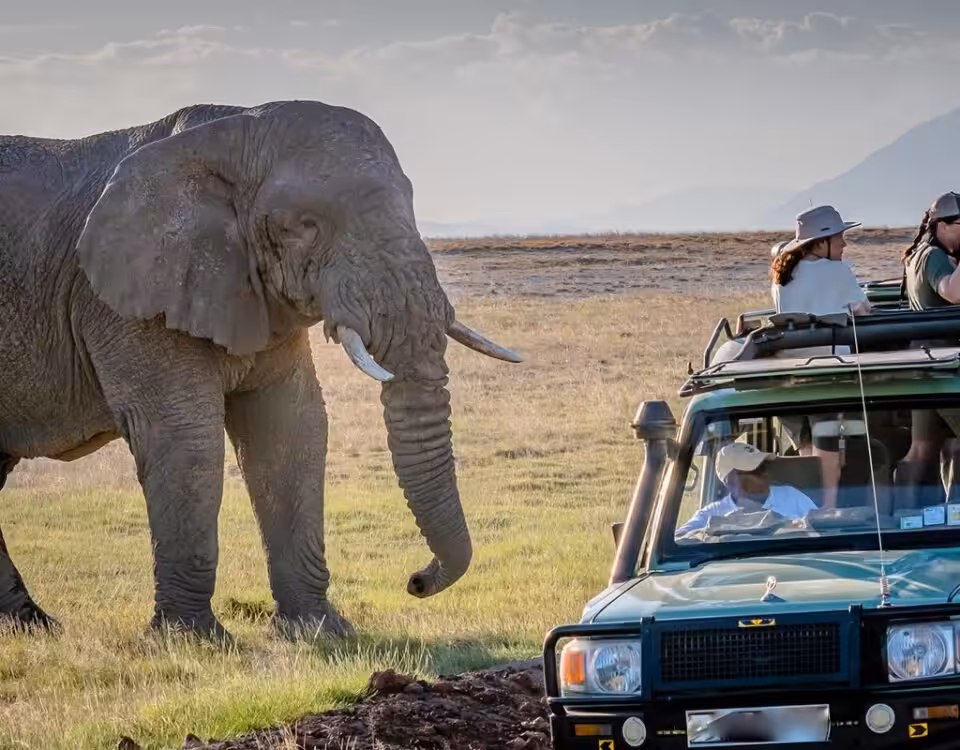 Game Drive in Queen Elizabeth National Park